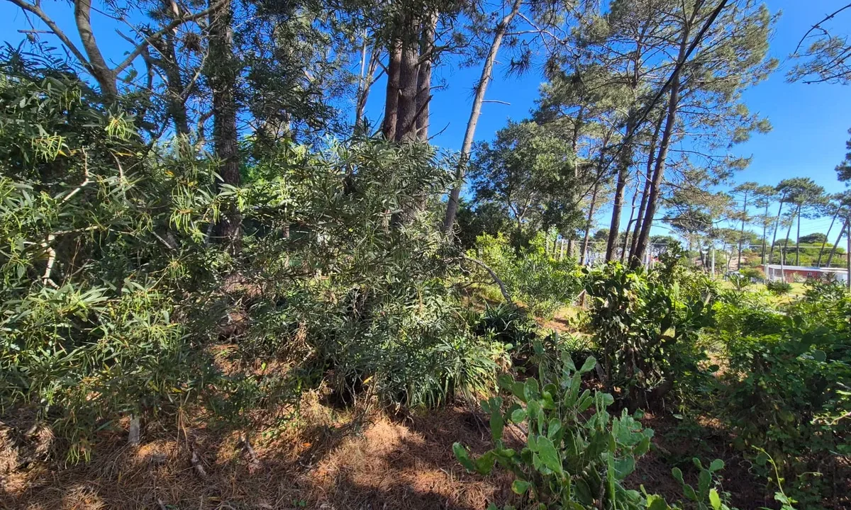 Terreno Guazuvira - 10